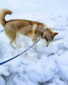 Beautiful Female Siberian husky