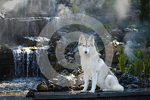 Beautiful female Siberian husky sits at waterfall