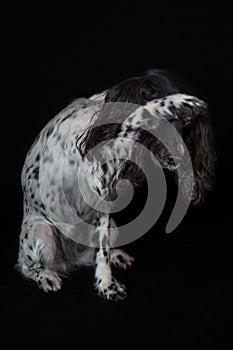 Beautiful female spaniel amuses his nose with a paw on black background
