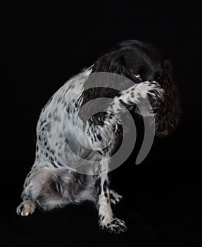 Beautiful female spaniel amuses his nose with a paw on black background