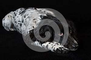 Beautiful female spaniel lies on black background