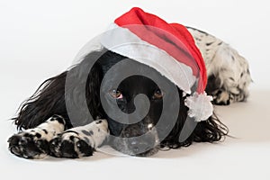 Beautiful female spaniel in a red cap of Santa Claus on white background