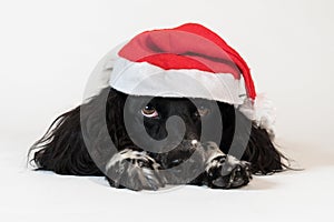 Beautiful female spaniel in a red cap of Santa Claus on white background