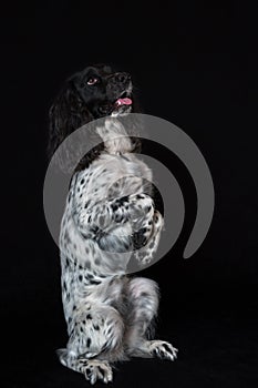 Beautiful female spaniel sits on its hind legs on black background