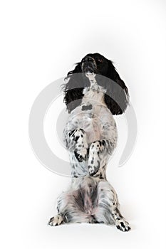 Beautiful female spaniel sits on its hind legs on white background