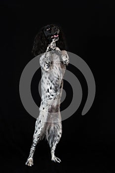 Beautiful female spaniel stands on its hind legs on black background