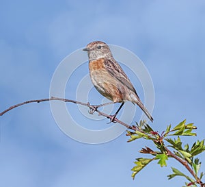 A Beautiful Female Stonechat on Her Perch