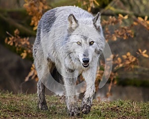 Beautiful female timber wolf