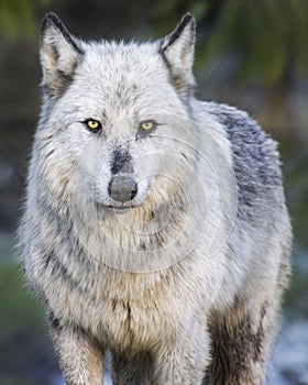 Beautiful female timber wolf autumn portrait