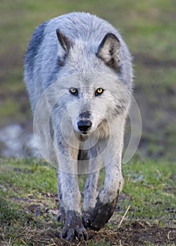 Beautiful female timber wolf walking