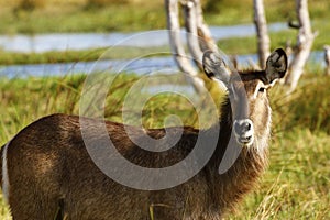 Beautiful Female Waterbuckbeside the river