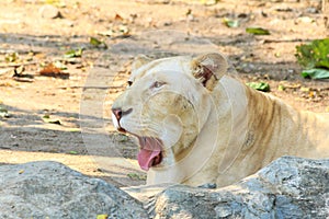 Beautiful female white lion at zoo