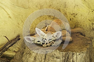 Beautiful fennec foxes