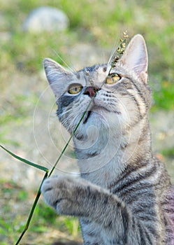Beautiful feral cat enjoying nature