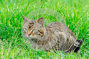 Beautiful feral cat enjoying nature