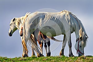 Beautiful feral horses