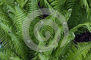 Beautiful Fern background made with young green leaves. Beautiful ferns leaves green foliage