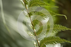 Beautiful fern, green foliage natural plant fern background in soft sunlight.