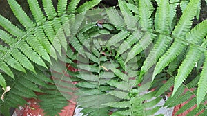 Beautiful fern growing bushy thick and attractive natural beauty