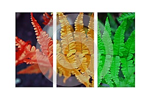 Beautiful fern leaf.