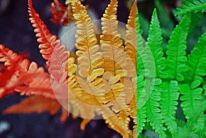 Beautiful fern leaf.