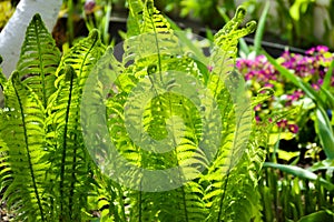 Beautiful fern leaves against sunlight. Garden ornamental plants