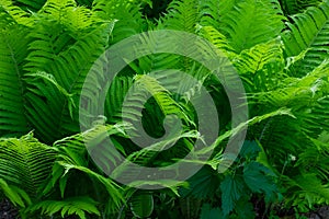 Beautiful fern leaves. fern background. Beautiful fern leaves. green foliage. fern background. abstract floral backdrop