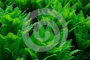 Beautiful fern leaves. fern background. Beautiful fern leaves. green foliage. fern background. abstract floral backdrop photo