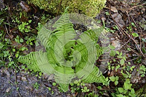 Beautiful fern leaves in the forest.