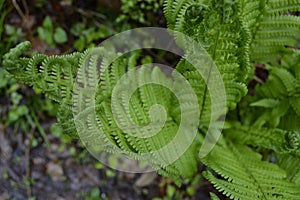 Beautiful fern leaves in the forest.