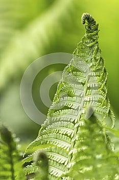 Beautiful fern leaves green