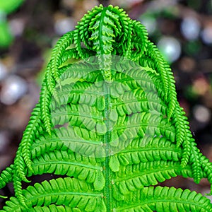 Beautiful fern leaves green foliage natural floral fern background