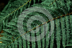Beautiful fern leaves green foliage natural floral fern background