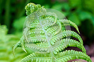 Beautiful fern leaves green foliage natural floral fern background in sunlight