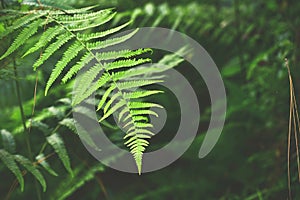 Beautiful Fern Leaves in the Morning in Tropical Rainforests