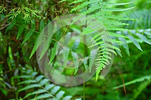 Beautiful Fern Leaves in the Morning in Tropical Rainforests