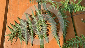 Beautiful fern leaves on table