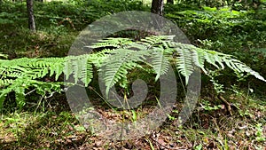 Beautiful fern leaves texture in nature.