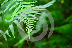 Beautiful Fern Leaves in Tropical Rainforests