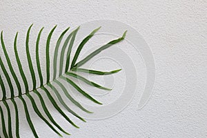 The Beautiful fern leaves by the white cement wall