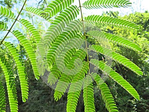 Beautiful fern plant provide natural green shade photo