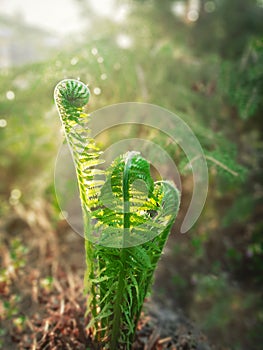 beautiful fern plant in a sunny day in forest