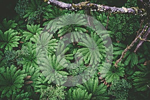 Beautiful ferns in Australian rainforest.