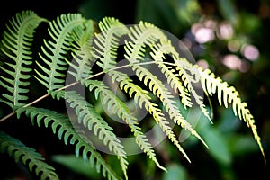 Beautiful ferns green leaves the natural fern in the forest and natural background in sunlight