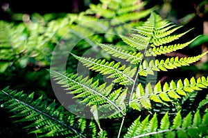 Beautiful ferns green leaves the natural fern in the forest and natural background in sunlight