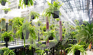 Beautiful Ferns Hanging garden with mist sprayer at Nong Nuch Garden.