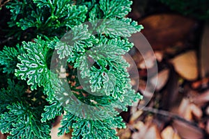 Beautiful ferns leaves green foliage againts shallow depth of field background in nature.