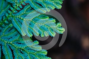 Beautiful ferns leaves green foliage againts shallow depth of field background in nature.