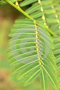 beautiful ferns leaves green foliage natural