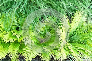 Beautiful ferns leaves green foliage natural floral art background on a Sunny day